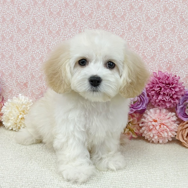 千葉県のハーフ犬・ミックス犬 (かねだい四街道店/2025年11月22日生まれ/女の子/クリーム)の子犬の1枚目の画像