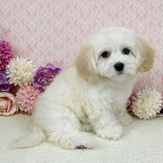 千葉県のハーフ犬・ミックス犬 (かねだい四街道店/2025年11月22日生まれ/女の子/クリーム)の子犬の2枚目の画像