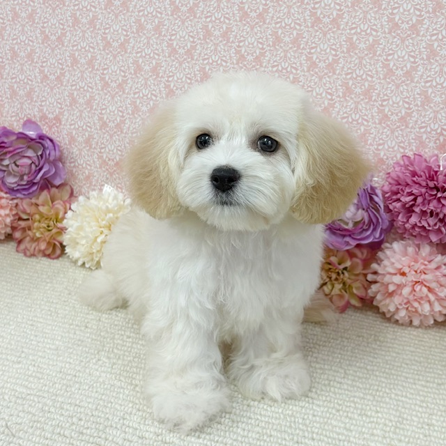 千葉県のハーフ犬・ミックス犬 (かねだい四街道店/2025年11月22日生まれ/女の子/クリーム)の子犬の4枚目の画像