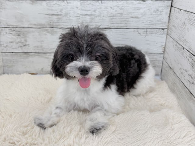 新潟県のチワワ×マルチーズ (かねだいペットトライアル魚沼/2025年3月3日生まれ/男の子/ホワイトブラック)の子犬の1枚目の画像