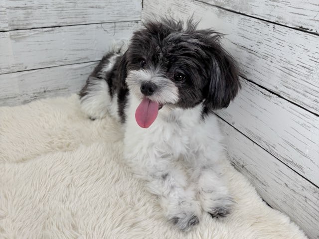 新潟県のチワワ×マルチーズ (かねだいペットトライアル魚沼/2025年3月3日生まれ/男の子/ホワイトブラック)の子犬の2枚目の画像