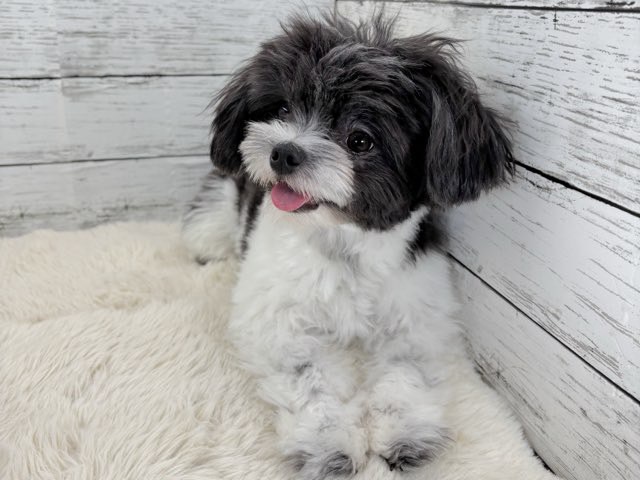 新潟県のチワワ×マルチーズ (かねだいペットトライアル魚沼/2025年3月3日生まれ/男の子/ホワイトブラック)の子犬の3枚目の画像