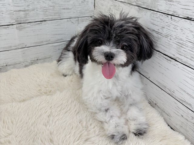 新潟県のチワワ×マルチーズ (かねだいペットトライアル魚沼/2025年3月3日生まれ/男の子/ホワイトブラック)の子犬の4枚目の画像