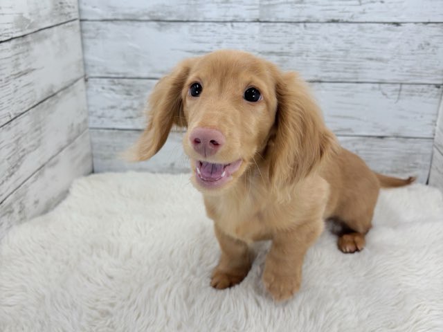 新潟県のミニチュアダックスフンド(ロング) (かねだいペットトライアル魚沼/2025年11月1日生まれ/男の子/ゴールド)の子犬の4枚目の画像