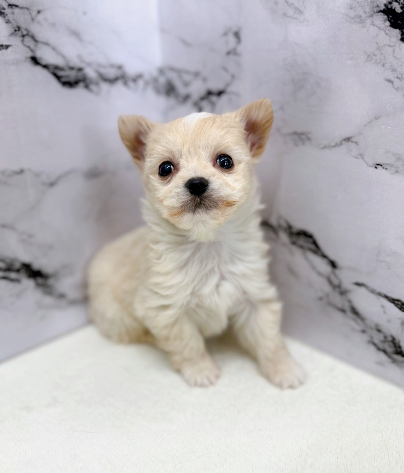 2025年12月4日生まれのポメチワ/チワポメ/ポメチー(ポメラニアン×チワワ)
