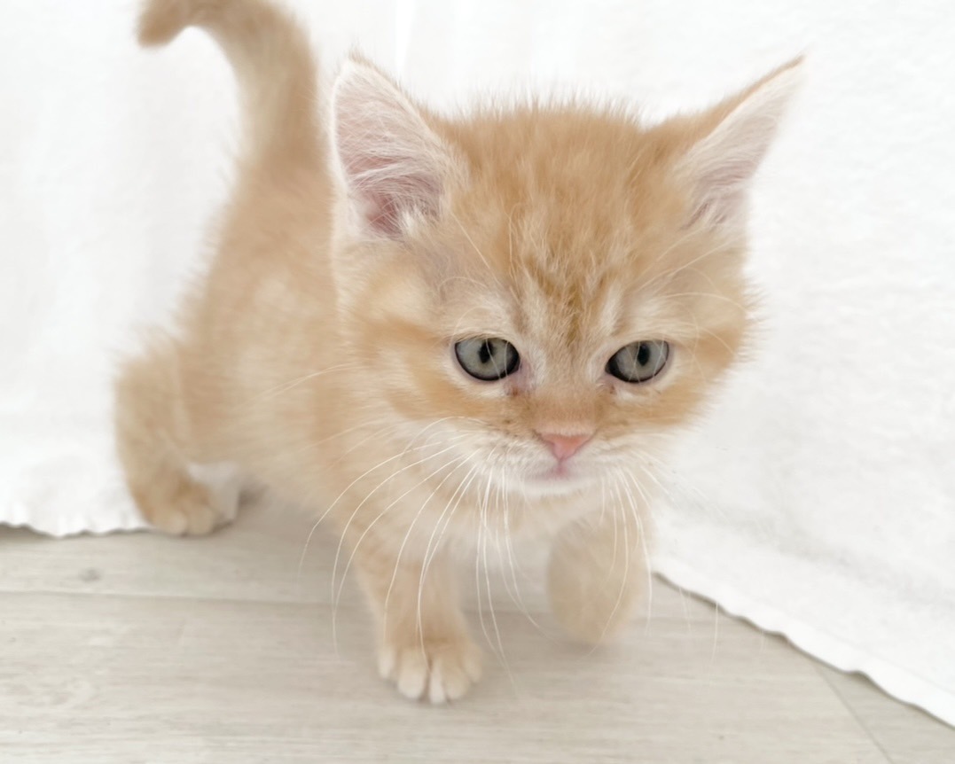 2025年12月13日生まれのハーフ猫・ミックス猫