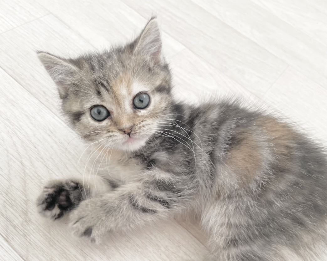 群馬県のハーフ猫・ミックス猫 (かねだいペットトライアル桐生/2025年12月13日生まれ/女の子/ブラウンタビーパッチド)の子猫の2枚目の画像