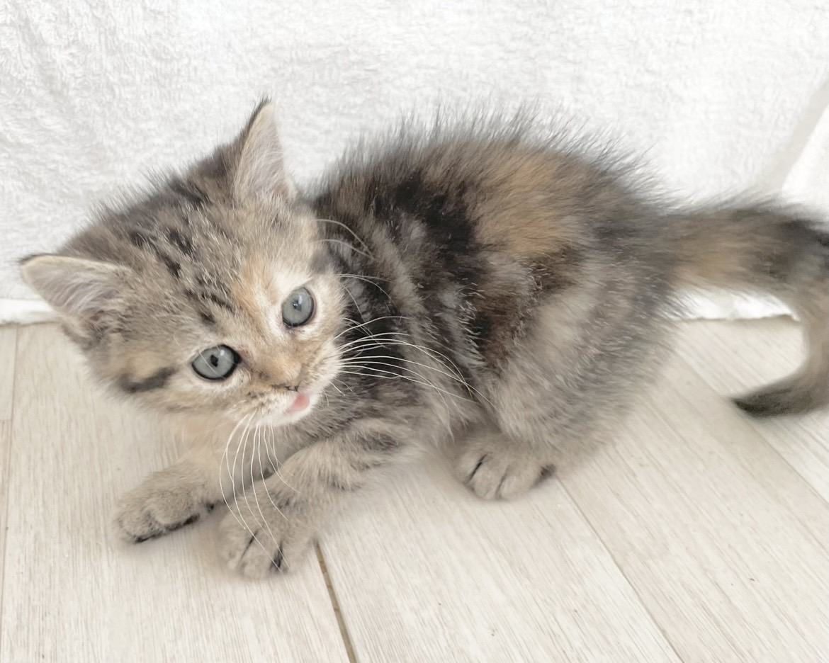 群馬県のハーフ猫・ミックス猫 (かねだいペットトライアル桐生/2025年12月13日生まれ/女の子/ブラウンタビーパッチド)の子猫の3枚目の画像