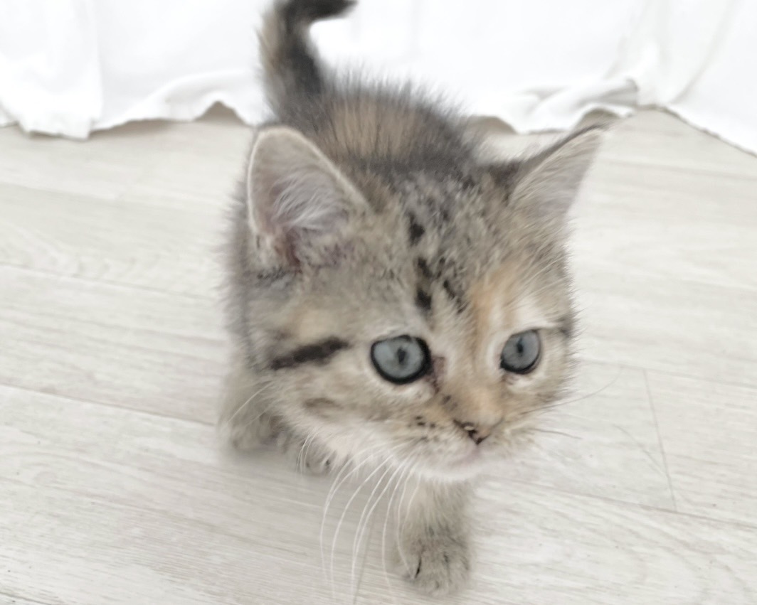 群馬県のハーフ猫・ミックス猫 (かねだいペットトライアル桐生/2025年12月13日生まれ/女の子/ブラウンタビーパッチド)の子猫の4枚目の画像