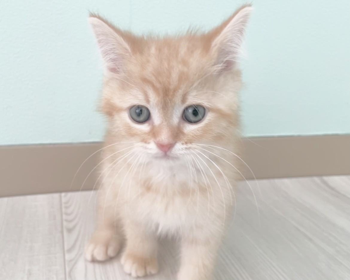 2025年12月13日生まれのハーフ猫・ミックス猫