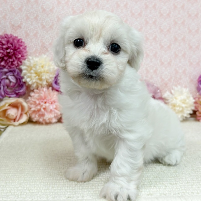 千葉県のハーフ犬・ミックス犬 (かねだい四街道店/2025年12月19日生まれ/女の子/ホワイト)の子犬の1枚目の画像