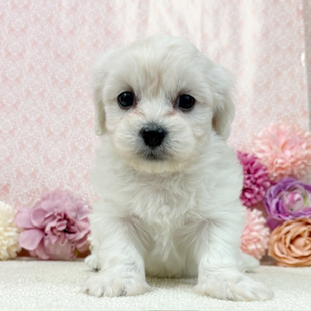 千葉県のハーフ犬・ミックス犬 (かねだい四街道店/2025年12月19日生まれ/女の子/ホワイト)の子犬の2枚目の画像