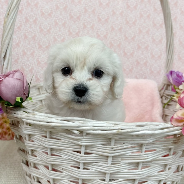 千葉県のハーフ犬・ミックス犬 (かねだい四街道店/2025年12月19日生まれ/女の子/ホワイト)の子犬の3枚目の画像