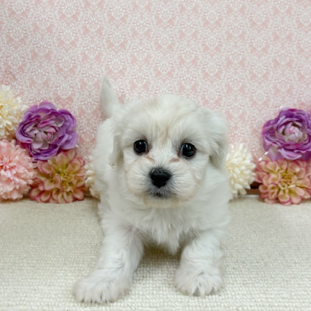 千葉県のハーフ犬・ミックス犬 (かねだい四街道店/2025年12月19日生まれ/女の子/ホワイト)の子犬の4枚目の画像