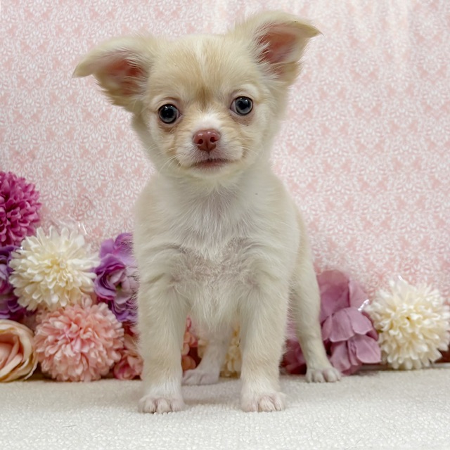 千葉県のチワワ(ロング) (かねだい四街道店/2025年12月18日生まれ/女の子/クリーム)の子犬の1枚目の画像