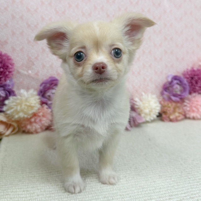 千葉県のチワワ(ロング) (かねだい四街道店/2025年12月18日生まれ/女の子/クリーム)の子犬の2枚目の画像