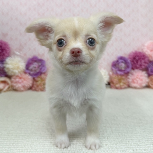 千葉県のチワワ(ロング) (かねだい四街道店/2025年12月18日生まれ/女の子/クリーム)の子犬の3枚目の画像