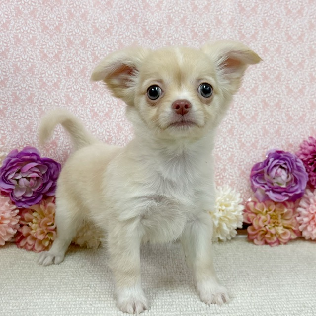 千葉県のチワワ(ロング) (かねだい四街道店/2025年12月18日生まれ/女の子/クリーム)の子犬の4枚目の画像