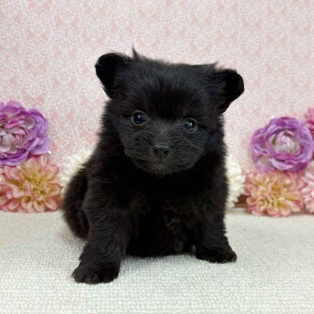 千葉県のハーフ犬・ミックス犬 (かねだい四街道店/2025年12月20日生まれ/女の子/ブラック)の子犬の1枚目の画像