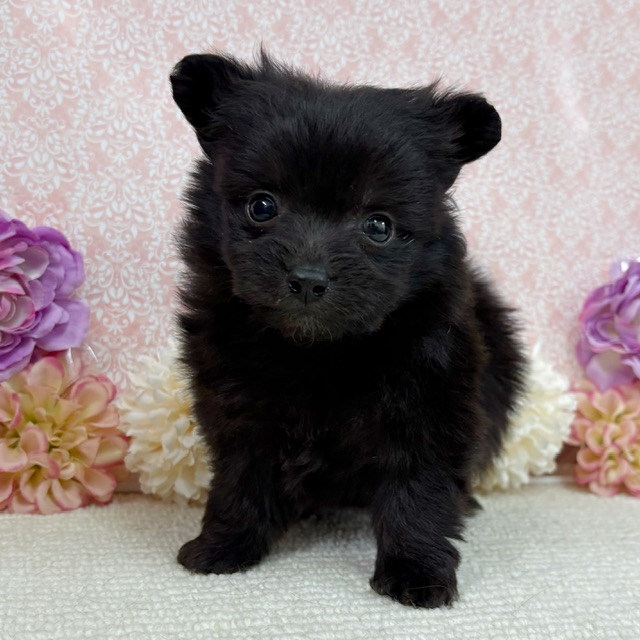 千葉県のハーフ犬・ミックス犬 (かねだい四街道店/2025年12月20日生まれ/女の子/ブラック)の子犬の2枚目の画像