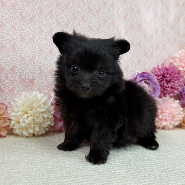 千葉県のハーフ犬・ミックス犬 (かねだい四街道店/2025年12月20日生まれ/女の子/ブラック)の子犬の3枚目の画像