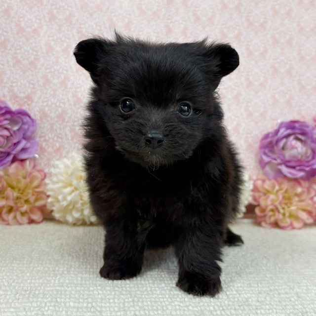 千葉県のハーフ犬・ミックス犬 (かねだい四街道店/2025年12月20日生まれ/女の子/ブラック)の子犬の4枚目の画像