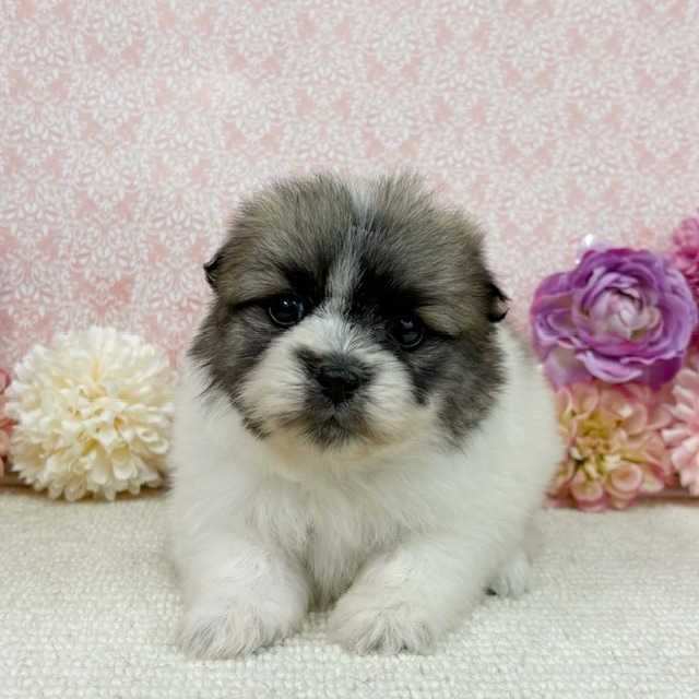 千葉県のハーフ犬・ミックス犬 (かねだい四街道店/2025年12月6日生まれ/女の子/その他色)の子犬の1枚目の画像