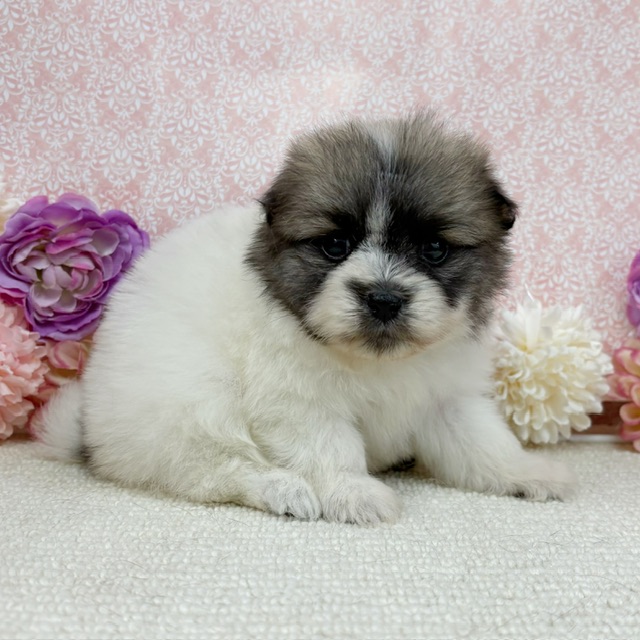 千葉県のハーフ犬・ミックス犬 (かねだい四街道店/2025年12月6日生まれ/女の子/その他色)の子犬の2枚目の画像