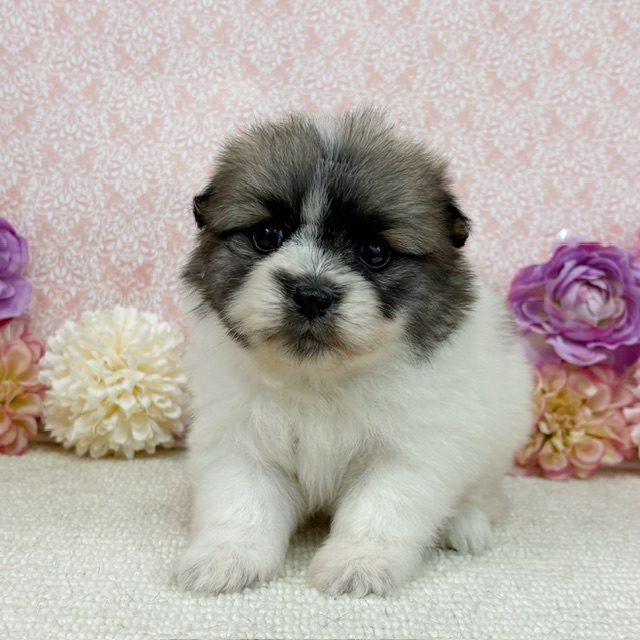 千葉県のハーフ犬・ミックス犬 (かねだい四街道店/2025年12月6日生まれ/女の子/その他色)の子犬の4枚目の画像