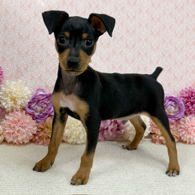 千葉県のミニチュアピンシャー (かねだい四街道店/2025年11月16日生まれ/男の子/ブラックタン)の子犬の2枚目の画像