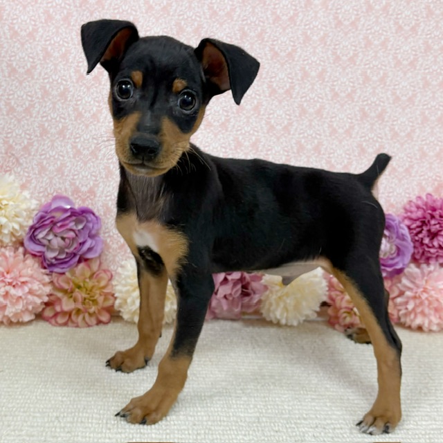 千葉県のミニチュアピンシャー (かねだい四街道店/2025年11月16日生まれ/男の子/ブラックタン)の子犬の3枚目の画像