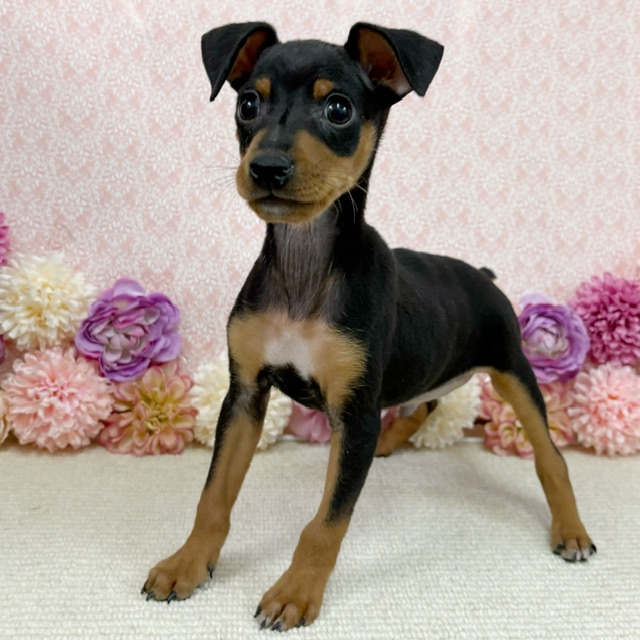 千葉県のミニチュアピンシャー (かねだい四街道店/2025年11月16日生まれ/男の子/ブラックタン)の子犬の4枚目の画像