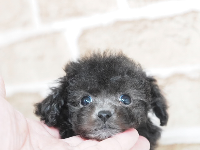 埼玉県のトイプードル(トイ) (かねだい戸田店/2025年12月20日生まれ/女の子/シルバー)の子犬