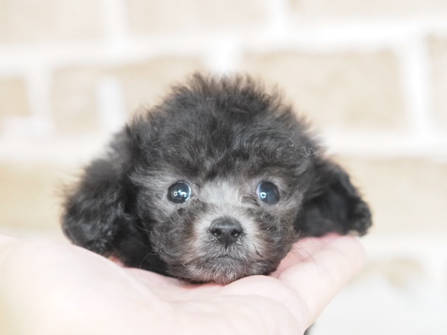 埼玉県のトイプードル(トイ) (かねだい戸田店/2025年12月20日生まれ/女の子/シルバー)の子犬