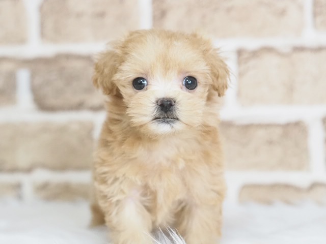 埼玉県のマルプー(マルチーズ×プードル) (かねだい戸田店/2025年12月21日生まれ/女の子/アプリコット)の子犬