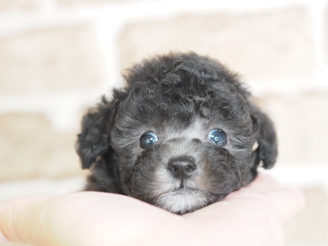 埼玉県のトイプードル(トイ) (かねだい戸田店/2025年12月19日生まれ/男の子/シルバー)の子犬
