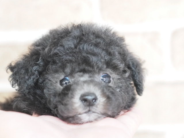 埼玉県のトイプードル(トイ) (かねだい戸田店/2025年12月19日生まれ/男の子/シルバー)の子犬