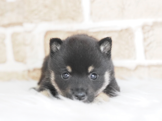 埼玉県の豆柴 (かねだい戸田店/2025年12月20日生まれ/男の子/黒)の子犬