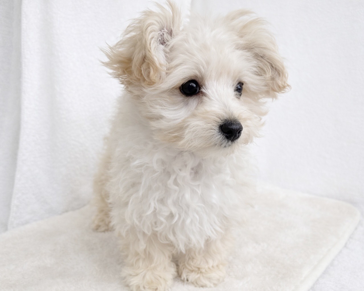 群馬県のマルプー(マルチーズ×プードル) (かねだいペットトライアル桐生/2025年10月14日生まれ/男の子/クリーム)の子犬の3枚目の画像