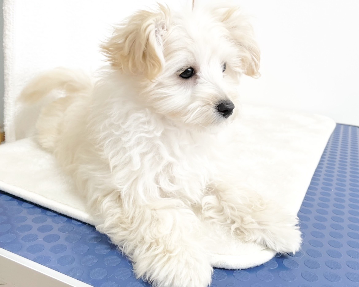 群馬県のマルプー(マルチーズ×プードル) (かねだいペットトライアル桐生/2025年10月14日生まれ/男の子/クリーム)の子犬の2枚目の画像