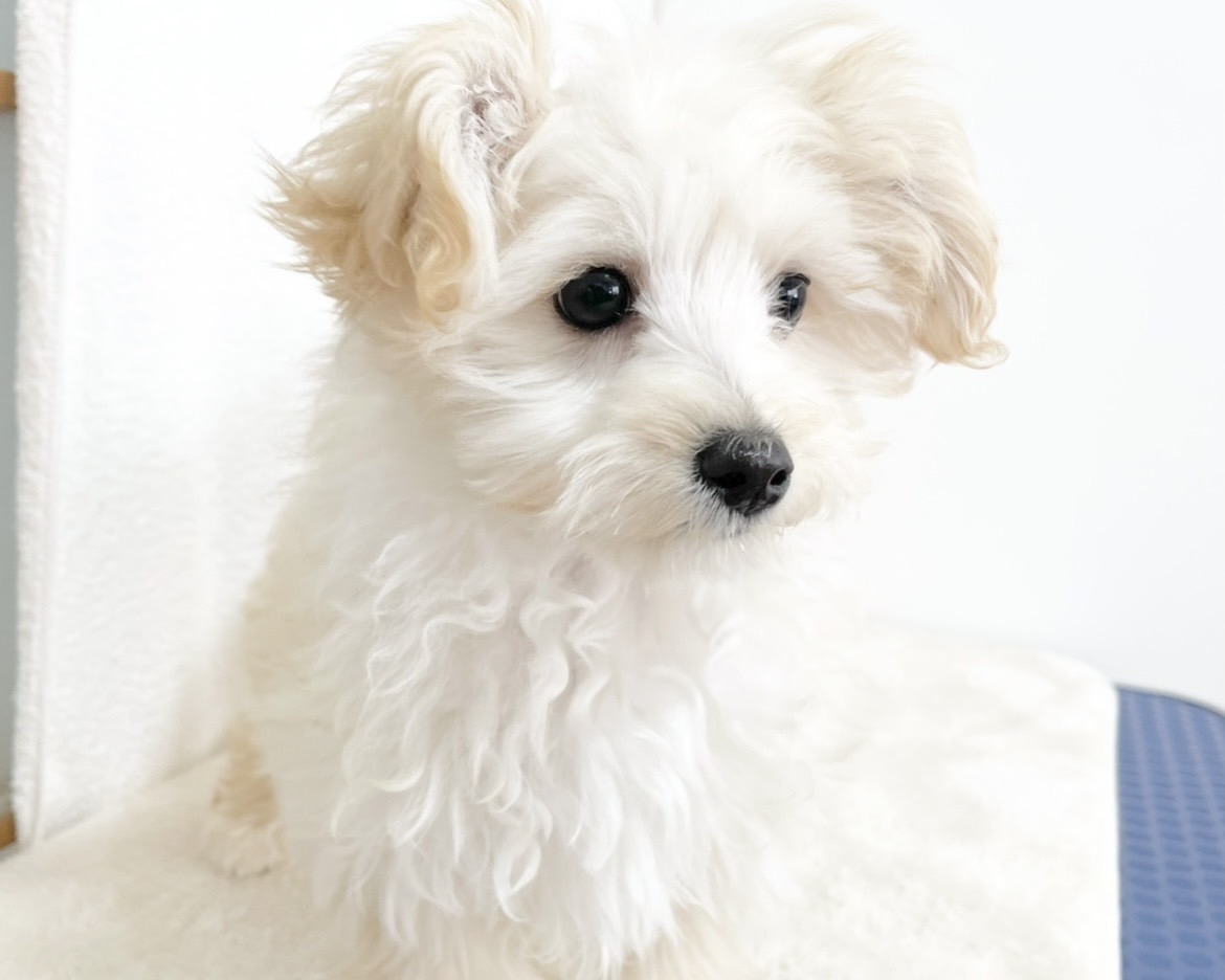 群馬県のマルプー(マルチーズ×プードル) (かねだいペットトライアル桐生/2025年10月14日生まれ/男の子/クリーム)の子犬の1枚目の画像