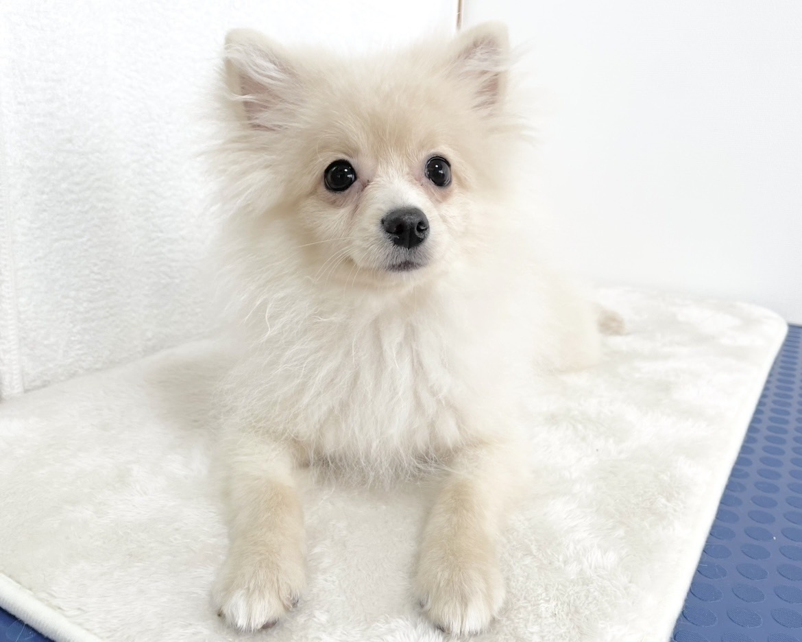 群馬県のポメラニアン (かねだいペットトライアル桐生/2025年9月15日生まれ/男の子/クリーム)の子犬の1枚目の画像