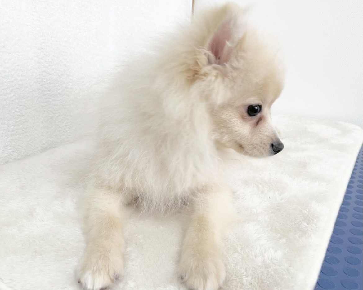 群馬県のポメラニアン (かねだいペットトライアル桐生/2025年9月15日生まれ/男の子/クリーム)の子犬の2枚目の画像