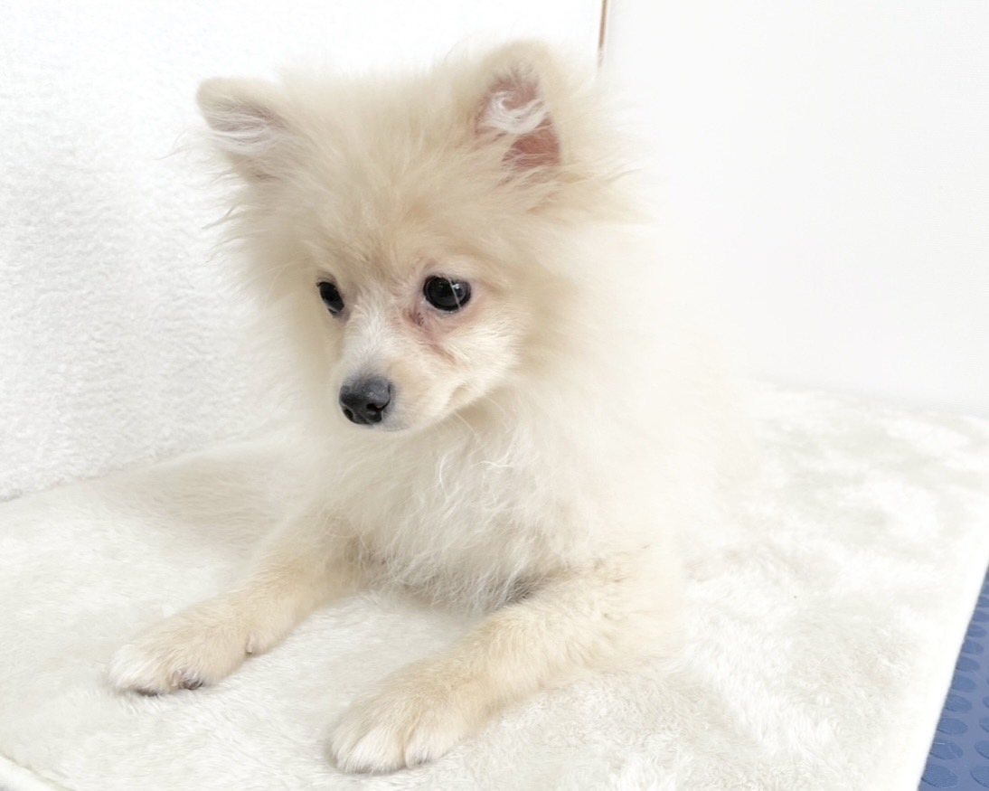 群馬県のポメラニアン (かねだいペットトライアル桐生/2025年9月15日生まれ/男の子/クリーム)の子犬の3枚目の画像