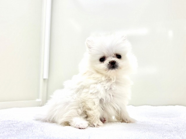 東京都のポメラニアン (かねだい本町田店/2025年12月14日生まれ/女の子/クリーム)の子犬の2枚目の画像