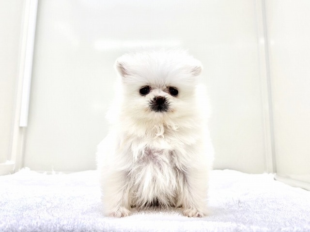 東京都のポメラニアン (かねだい本町田店/2025年12月14日生まれ/女の子/クリーム)の子犬の3枚目の画像