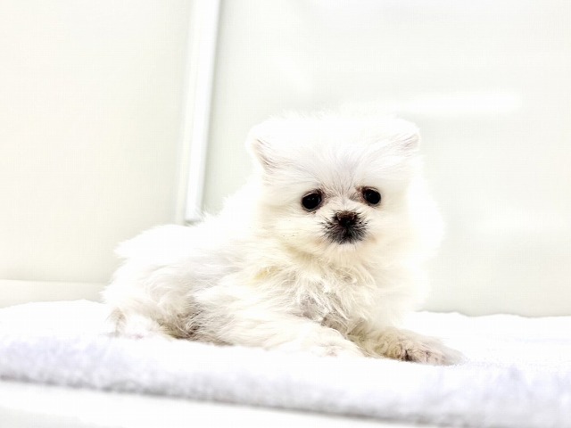 東京都のポメラニアン (かねだい本町田店/2025年12月14日生まれ/女の子/クリーム)の子犬の4枚目の画像