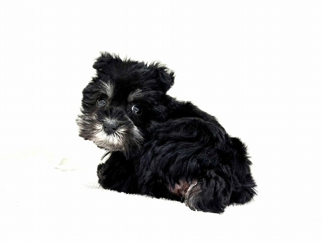 東京都のミニチュアシュナウザー (かねだい本町田店/2025年12月8日生まれ/女の子/ブラックシルバー)の子犬の3枚目の画像