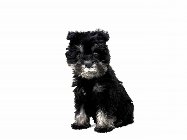 東京都のミニチュアシュナウザー (かねだい本町田店/2025年12月8日生まれ/女の子/ブラックシルバー)の子犬の4枚目の画像