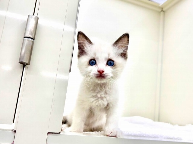 東京都のラグドール (かねだい本町田店/2025年12月20日生まれ/男の子/シールポイントバイカラー)の子猫の2枚目の画像